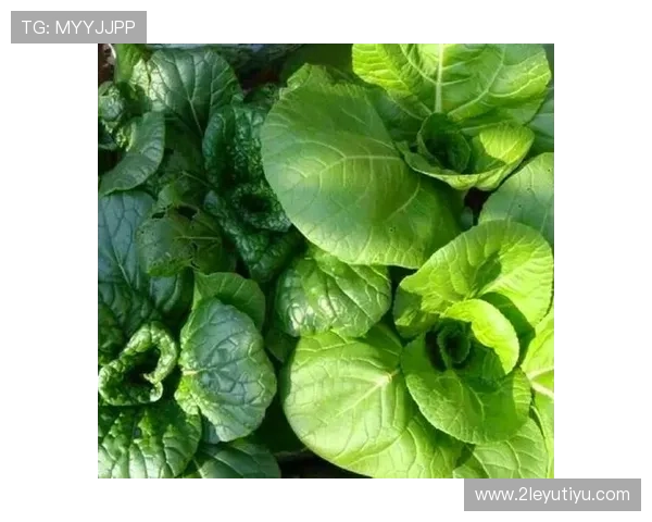 探索白菜商城：新鲜优质蔬菜一站式购物体验